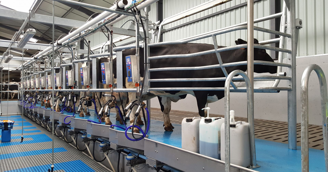 Herringbone Balık kılçığı süt sağım sistemi, Boumatic Türkiye