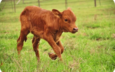 Why Calf Cough is an Unreliable Early Warning Sign for Respiratory Diseases in Calves