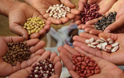 Embracing Variety: Diversifying Crop Production for a Resilient Future