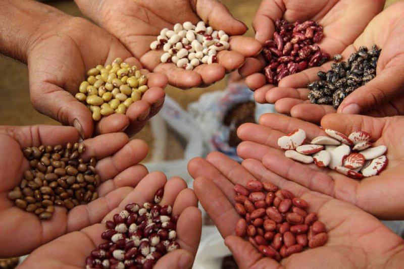 Embracing Variety: Diversifying Crop Production for a Resilient Future